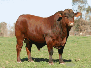 Куплю быков любых категорий живым весом.