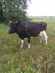 Корова черно-пестрая