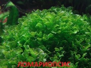 Ломариопсис. НАБОРЫ растений для запуска акваса. ПОЧТОЙ отправлю