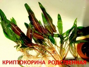Криптокорина родственная. НАБОРЫ растений для запуска акваса. ПОЧТОЙ