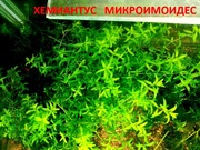 Хемиантус микроимоидес. НАБОРЫ растений для запуска. УДОБРЕНИЯ. ПОЧТО