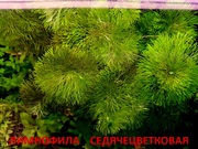 Лимнофила седячецветковая. НАБОРЫ растений для запуска. УДОБРЕНИЯ. ПО