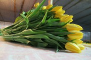 Букеты тюльпанов к 8 марта оптом и в розницу