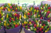 Свежие Тюльпаны Экстра класса оптом к 8 марта.