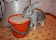 Комбикорм для кроликов,  купить -Компания kombilex реализует комбикорма