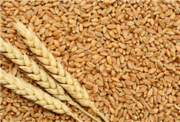Пшеница,  купить зерно в Минске с Доставкой