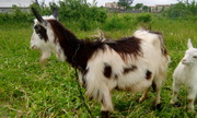 Продам козу безрогую,  молочную в связи с переездом